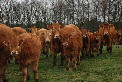 Le Limousin en force.JPG