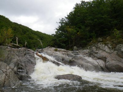 Arbre Ht Tarn.jpg