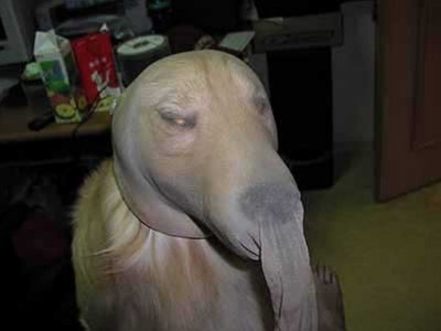 deguisement-animaux-22-chien-cambrioleur.jpg