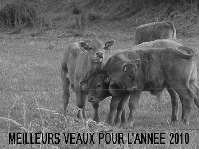 Meilleurs veaux 2010..jpg