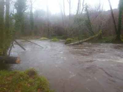 Arbre peigne, entre la fin de l'usine et le chaos. 1.45 m