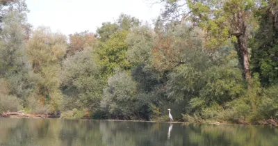 Faune