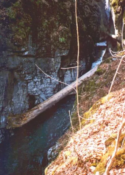 Les deux arbres en travers dans les gorges (28-03-2004)
